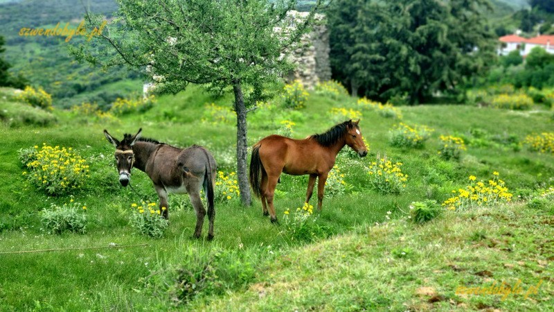 Albania,teren ruin zamku Kanin&euml; (Kanina). Pod niewysokim drzewem stoją do siebie tyłem osioł (z lewej) i koń (z prawej). 20240504_110215-ink