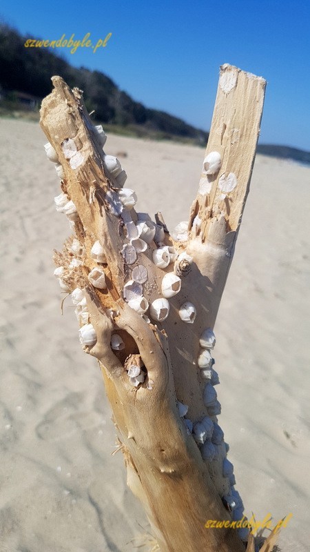 Plaża nad Morzem Czarnym w rejonie ujścia rzeki Kamczija. Na pierwszym planie gałąź w kształcie litery Y. Do gałęzi przyczepione w morzu niewielkie muszle.