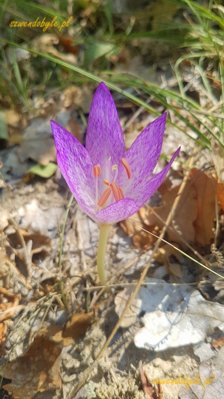 Bułgaria. Fioletowy kwiatek przypominający krokus.