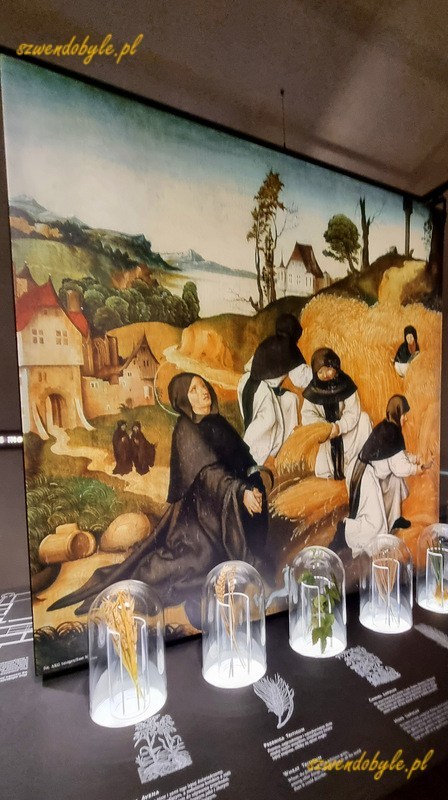 Krakow, Muzeum Duchowości i Kultury Cystersów w Mogile. Duży obraz prezentujący mnichów przy pracach rolnych. Poniżej szklane słoje z próbkami zbóż i ziół. 20250613_122729-ink