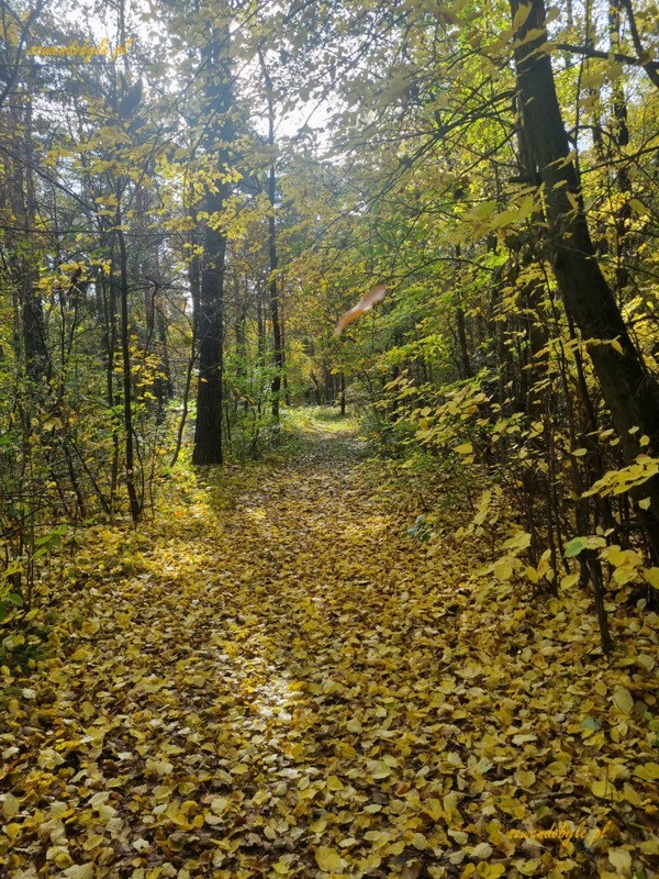 Las koło Woli Filipowskiej, szlak do zamku Tenczyn.