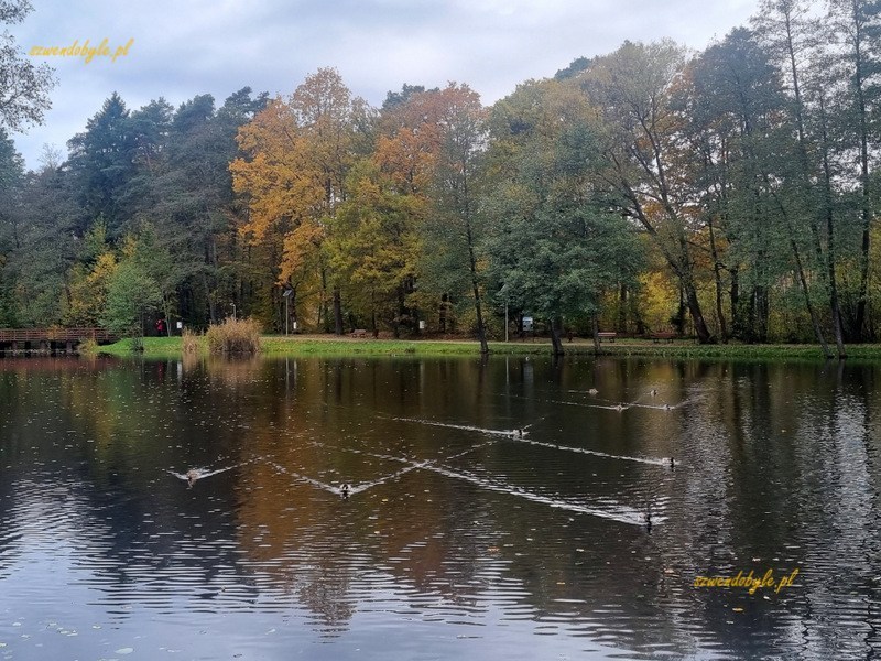 Staw Wroński w Tenczynku.