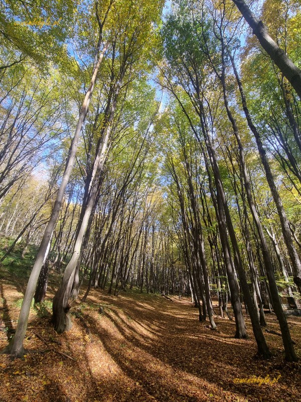 Tyniec, las jesienią.