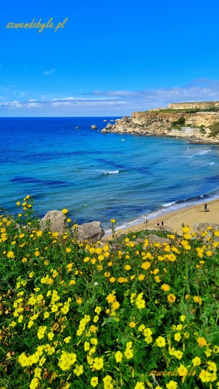 Malta, woda w różnych odcieniach błękitu w zatoce Golden Bay. Na dole zdjęcia żółte kwiaty polne. 20250308_104558-ink