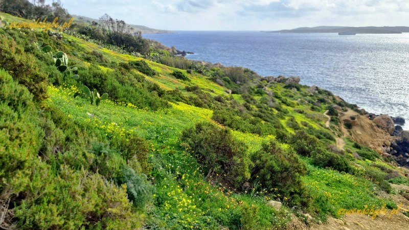 Malta, wyso Gozo. Pokryte zieloną roślinnością strome zbocze w kierunku morza. 20250303_091027-ink