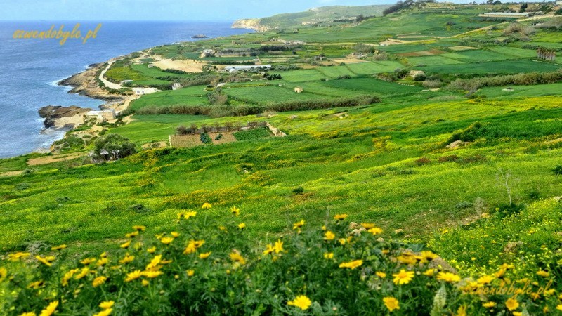 Malta. Zieleń na wyspie Gozo. 20250303_092040-ink