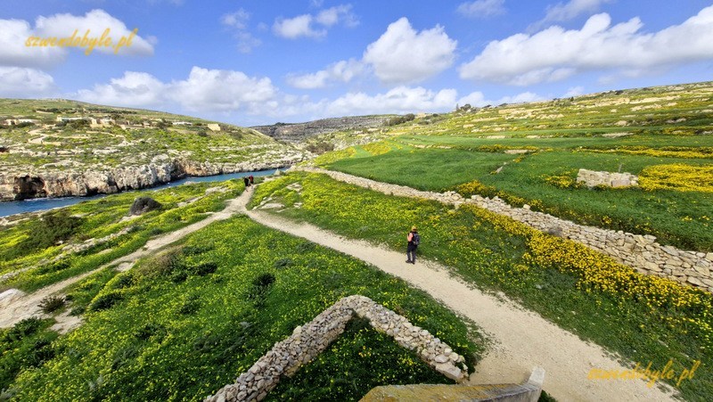 Malta, wyspaGozo. Widok ze schodów - wejścia do wieży Mġarr ix-Xini - w kieunku lądu. Skalny płaskowyż pokryty zieloną roślinnościąi żółtymi polnymi kwiatami, kilka wydeptanych ścieżek. Po lewej widać wąską zatokę pomiędzy klifami. 20250303_113121-ink