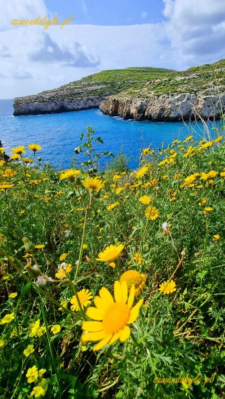 Malta, wyspa Gozo. Widok z góry na Jedną z zatok otoczonych klifami, u dołu żółte kwiaty polne. 20250303_114052-ink