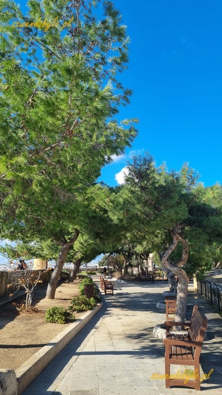 Malta, Valletta. Ławeczki i drzewa w Parku Hastings Gardens.