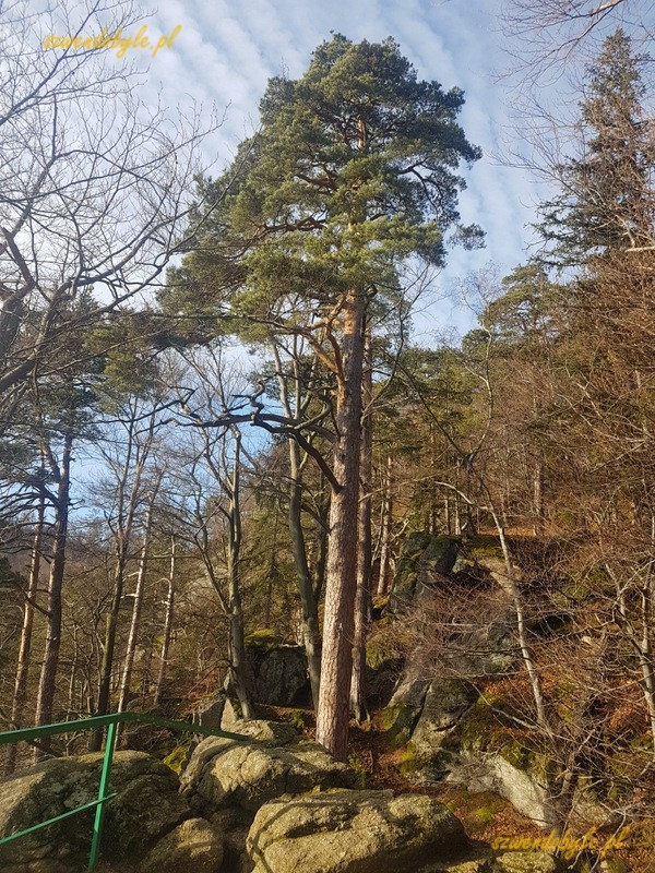 Sosna rosnąca poniżej zamku Chojnik, obok punktu widokowego.