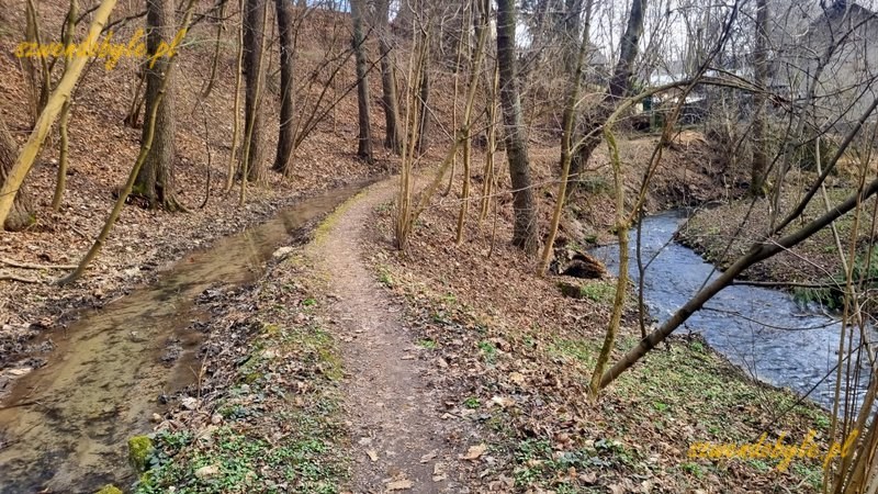 Małopolska, Krzeszowice, ż&oacute;łty szlak z Czernej. Polewej stronie ścieżki płynie strumień, po prawej też płynie strumień, ale jest dużo niżej niż poziom strumienia po lewej. 20260315_153321-ink