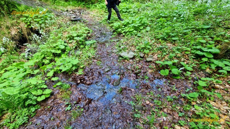Mogielica, Beskid Wyspowy - błoto na ścieżce historyczno-edukacyjnej. 20250525_130438-ink