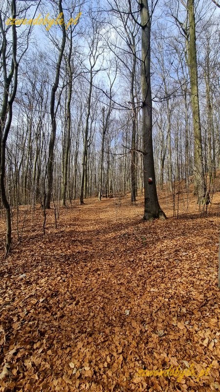 Małopolska, las bukowy na terenie rezerwatu "Pazurek". 20260308_134329-ink