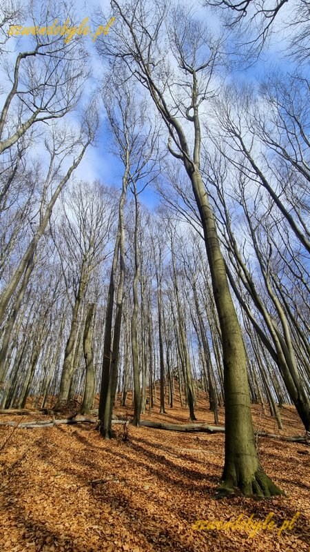 Małopolska, las bukowy na terenie rezerwatu "Pazurek". 20260308_134625-ink