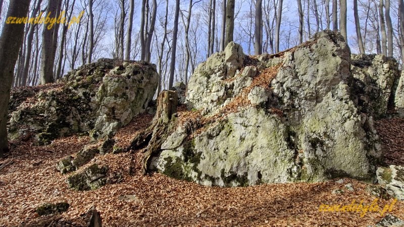 Małopolska, skałki wapienne na terenie rezerwatu "Pazurek". 20260308_134805-ink