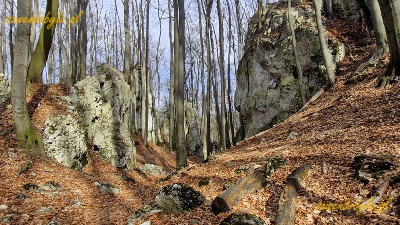 Małopolska, skałki wapienne na terenie rezerwatu "Pazurek". 20260308_134905js-ink