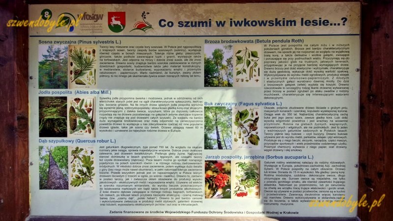 Małopolska. Szpil&oacute;wka, tablica edukacyjna "Co szumi w iwkowskimlesie" na szlaku na wieżę widokową. 20260307_105848-ink