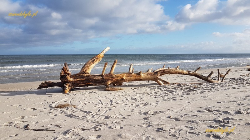 Hel, pień drzewa leżący na plaży, na tle morza i nieba.