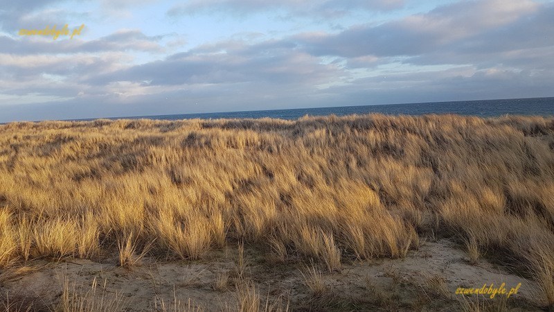 Hel. Trawy nad plażą uginają się pod wpływem wiatru.