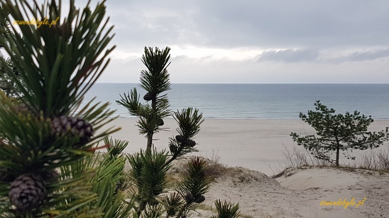 Hel, małe drzewa iglaste na plaży.