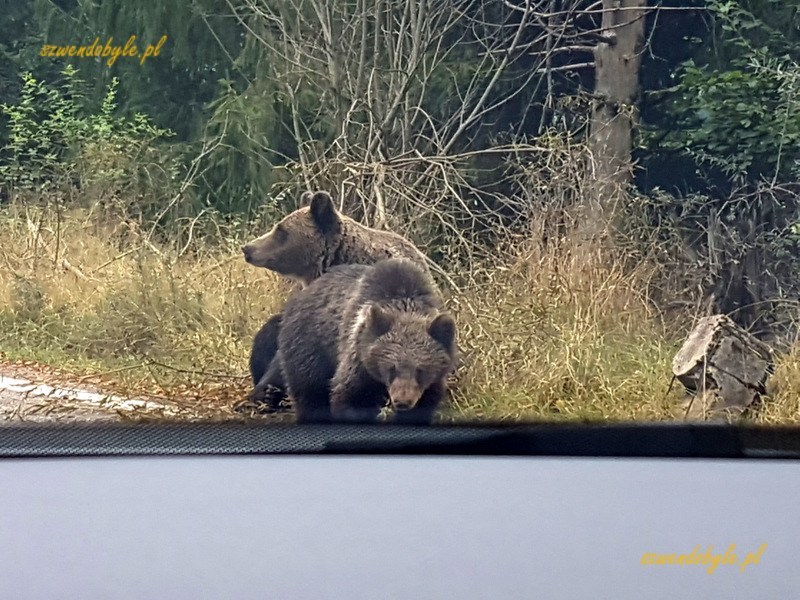 Trasa transfogarska, 2 niedźwiedzie na poboczu, tuż obok naszego auta.