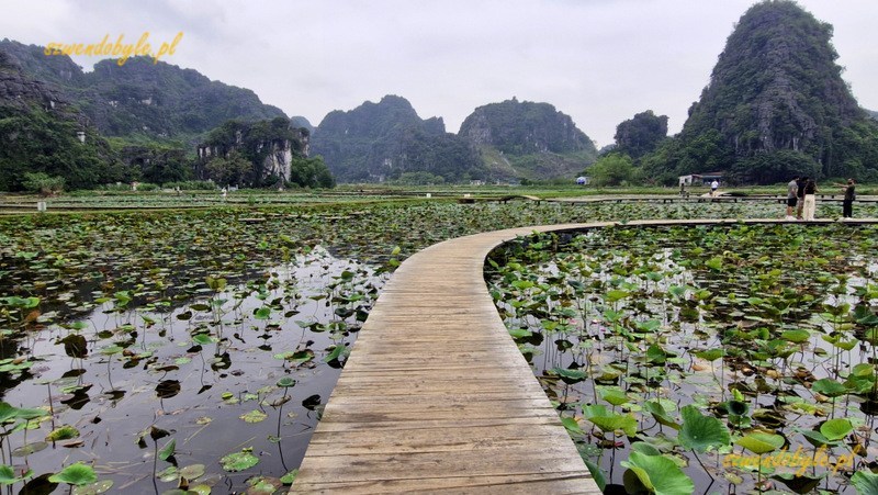 Wietnam, region Ninh Binh. Baseny wodne, gdzie w sezonie kwitną lotosy. Pośrodku jeden z pomost&oacute;w na wodzie, skręcający w prawo. 20251111_093609-ink