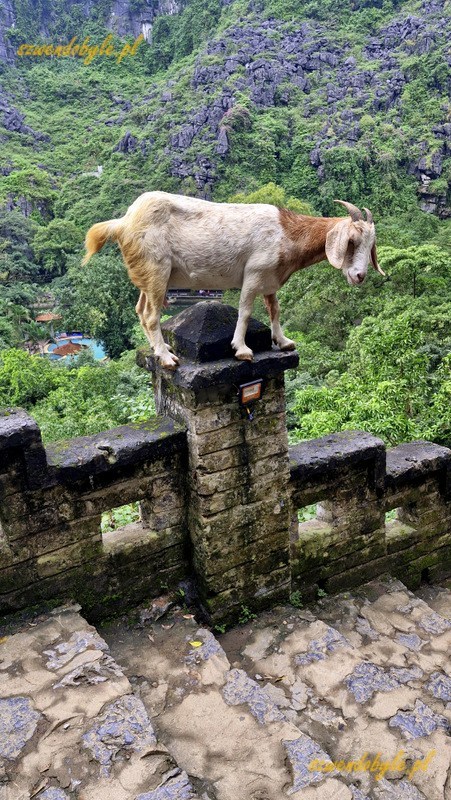 Wietnam, region Ninh Binh. Gdy schodziliśmy kamienymi schodami z g&oacute;ry Leżącego Smoka, po drodze towarzyszyła nam koza. Koza stoi na kamiennej balustradzie schod&oacute;w. 20251111_115607-ink