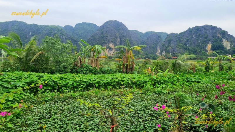 Tam Coc, Vietnam. Niewysokie zarośla w dolinie. 20251111_133721-ink